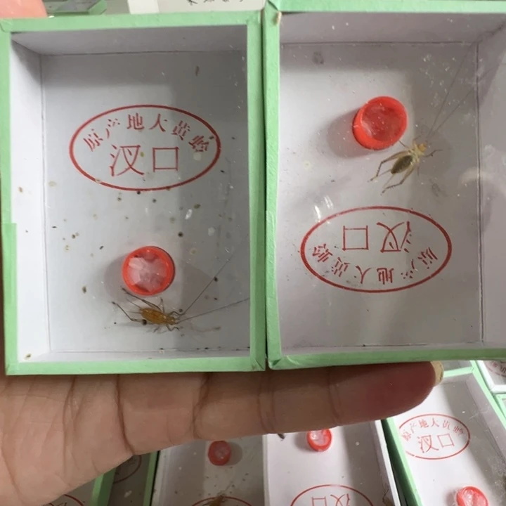野采大黄龄2只长须合适