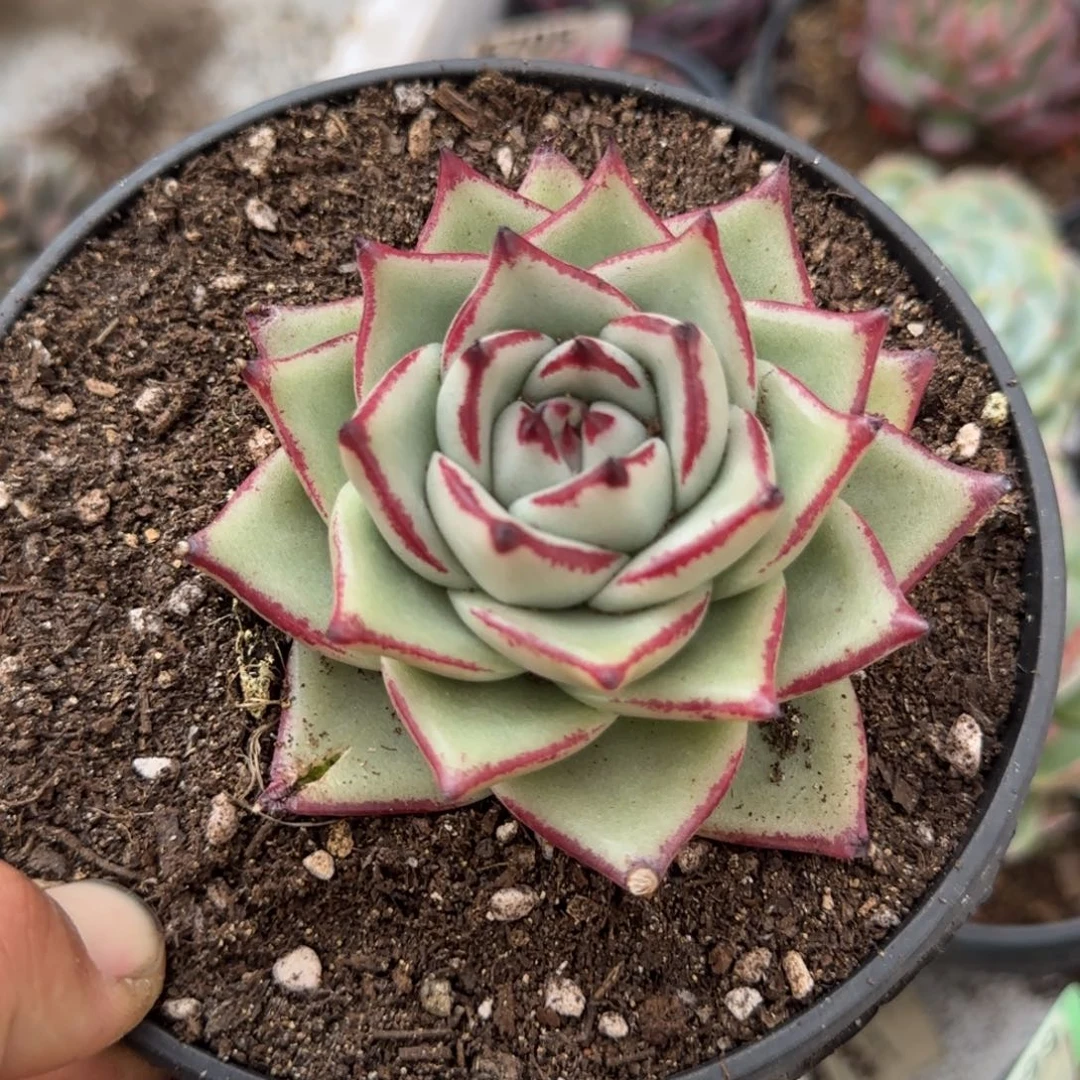 乌木一物一拍包装收缩花旱