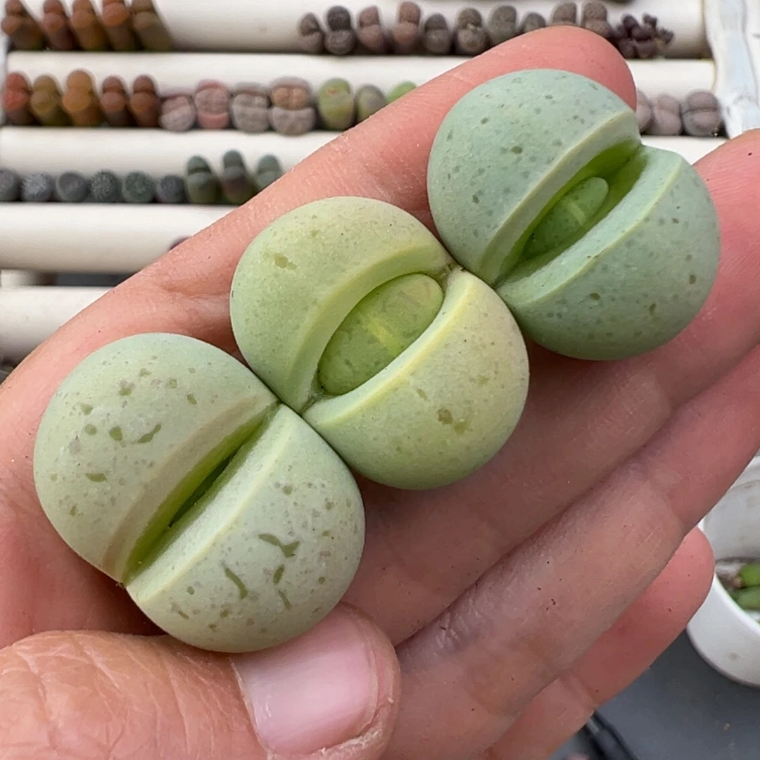 12.27好看的多肉脱土发货843