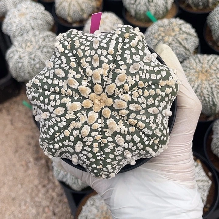 海星花园兜福利8.8