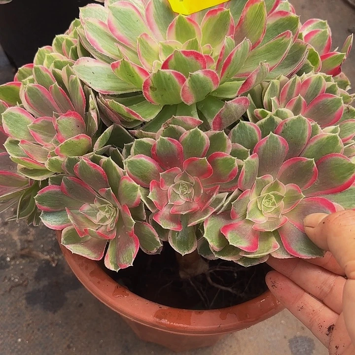 多肉植物孔雀翎花772号