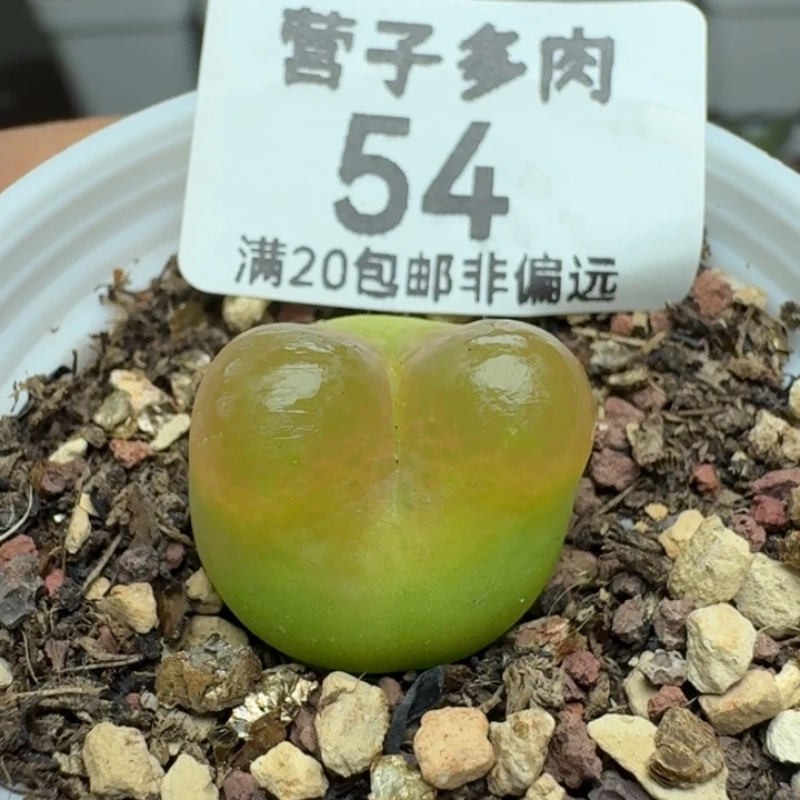 带盆土。