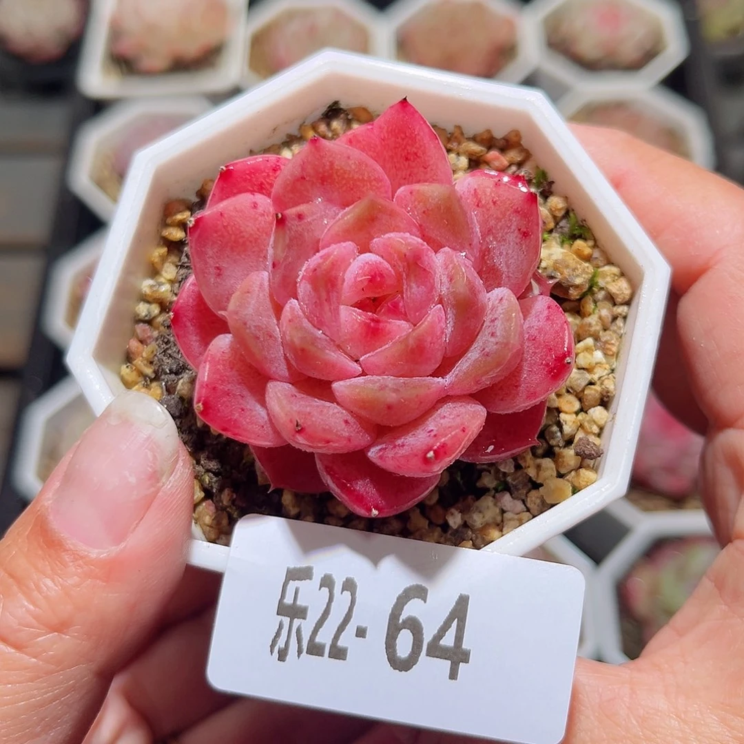 乐22-64颜霜单头