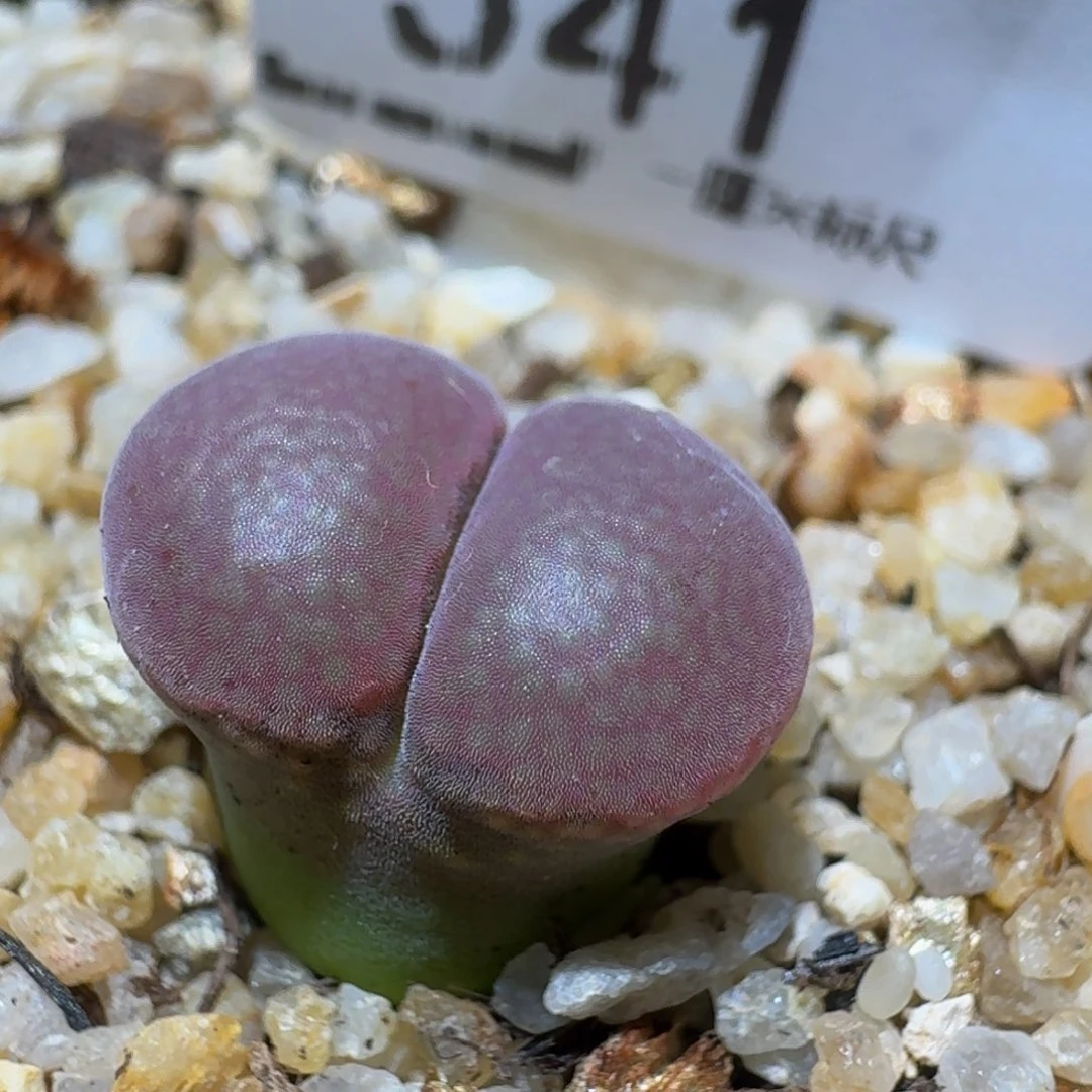 zzzz生石花肉锥541紫流沙