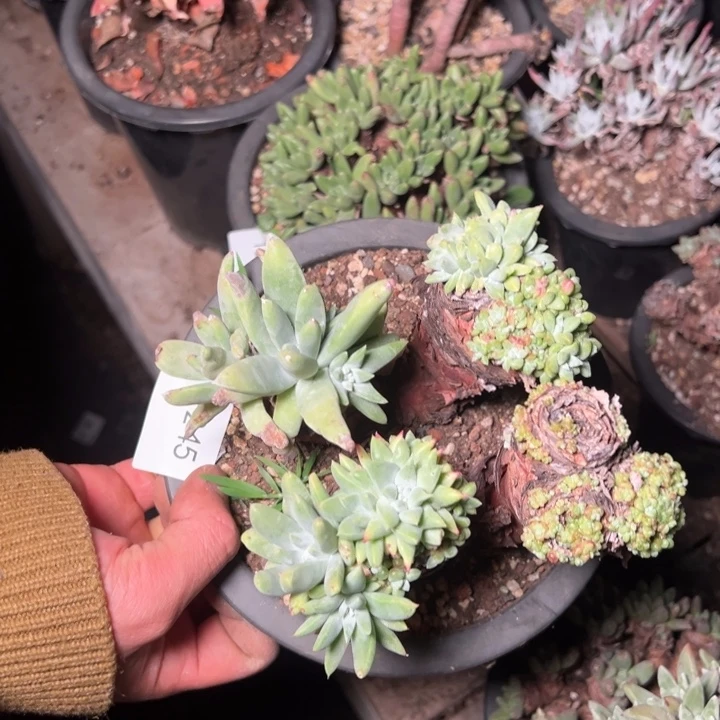 1245哈哈哈哈哈哈哈哈