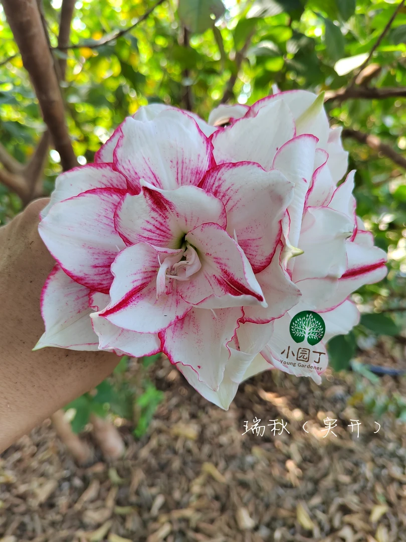 小园丁 【瑞秋】朱顶红  大球