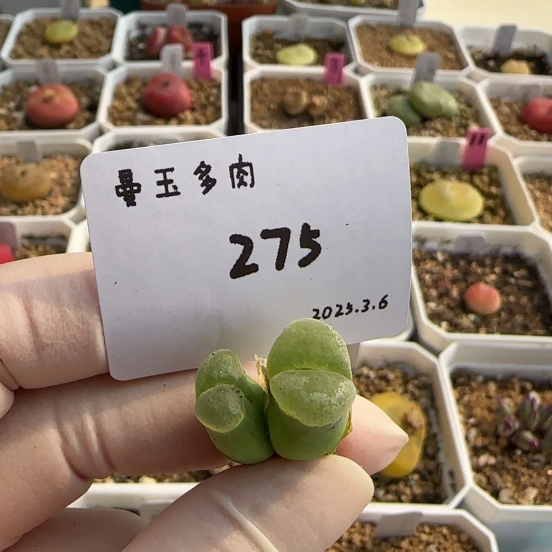 毛**?多肉多肉多肉3-275