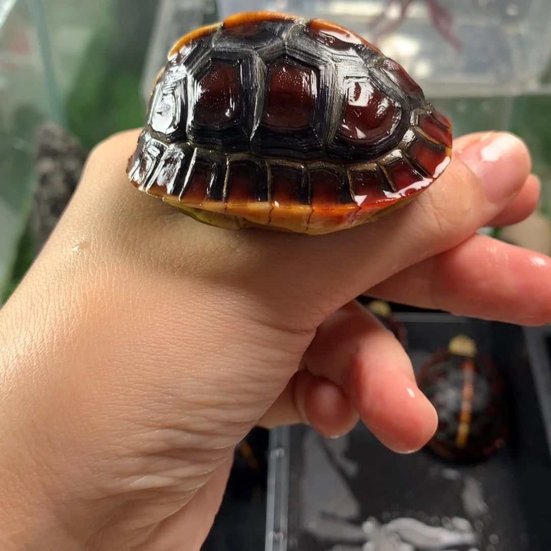 宠物龟公母搭配皖南安缘