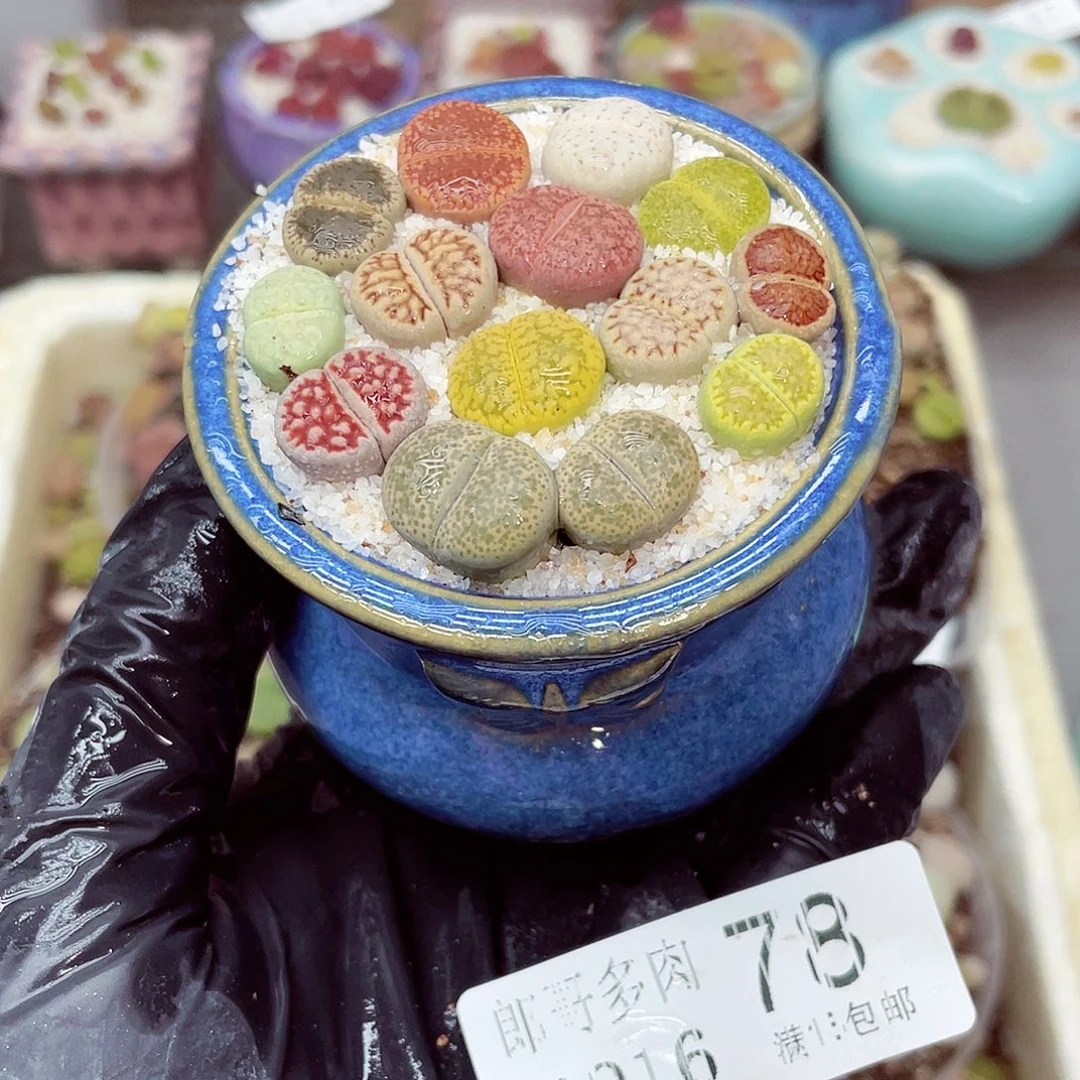 生石花满18包邮0916-78