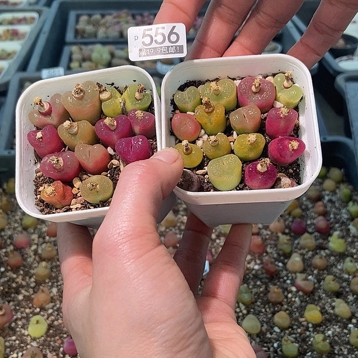 大舅生石花肉锥多肉556