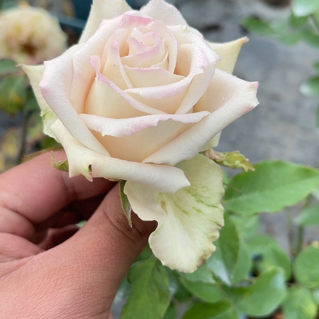 无花朵———青釉  福利款