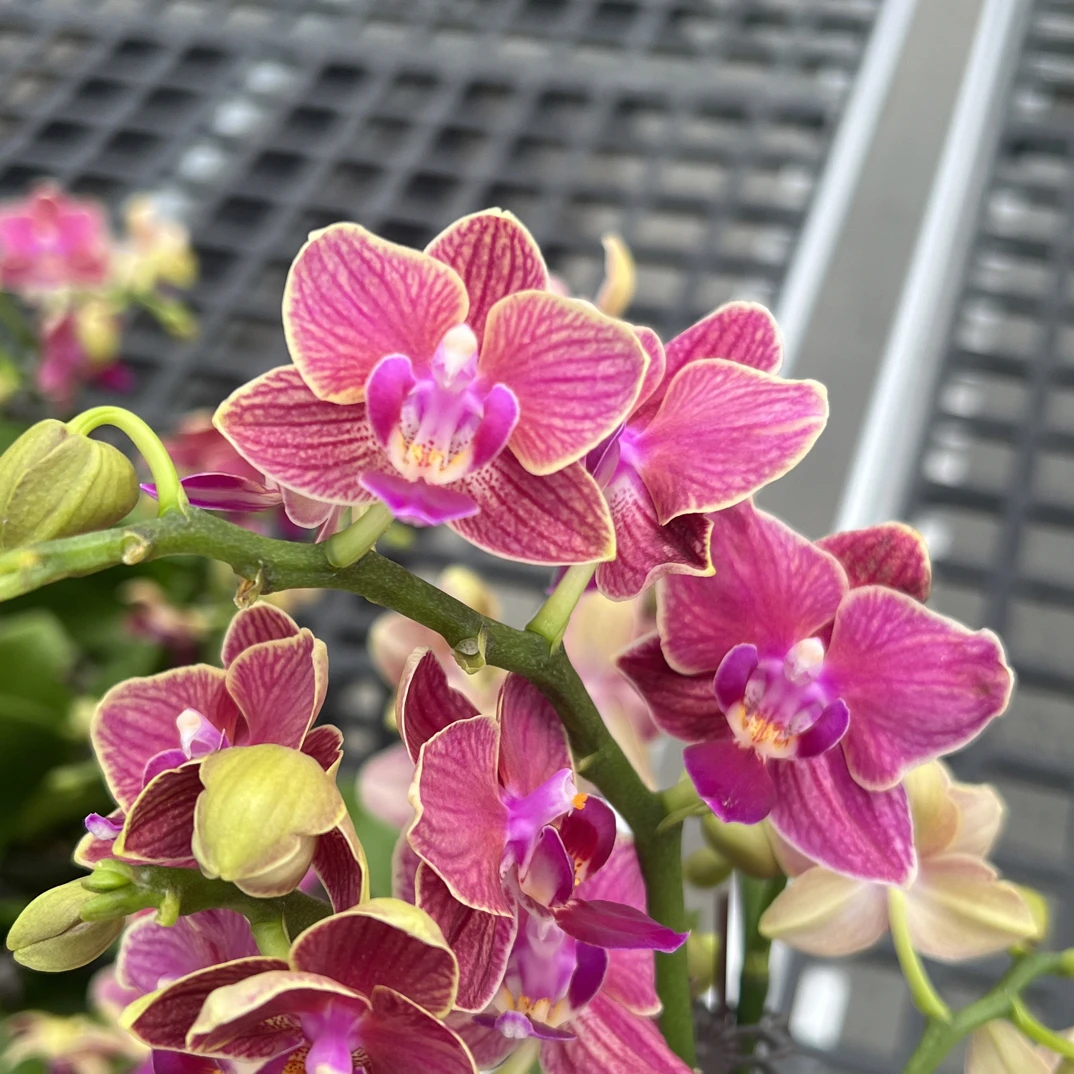 富豪优选（金边玲珑03）蝴蝶兰花期长好养护