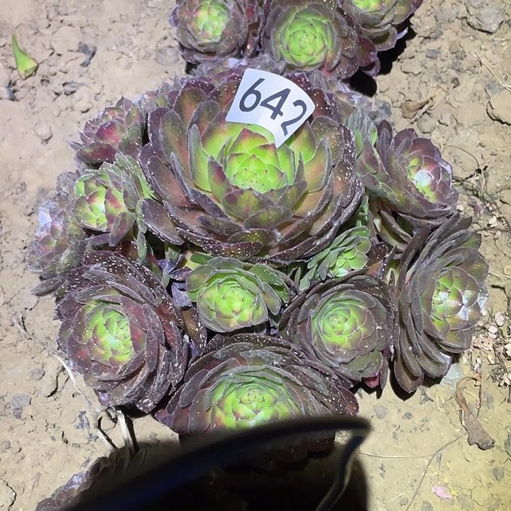 多肉植物法师642抹茶