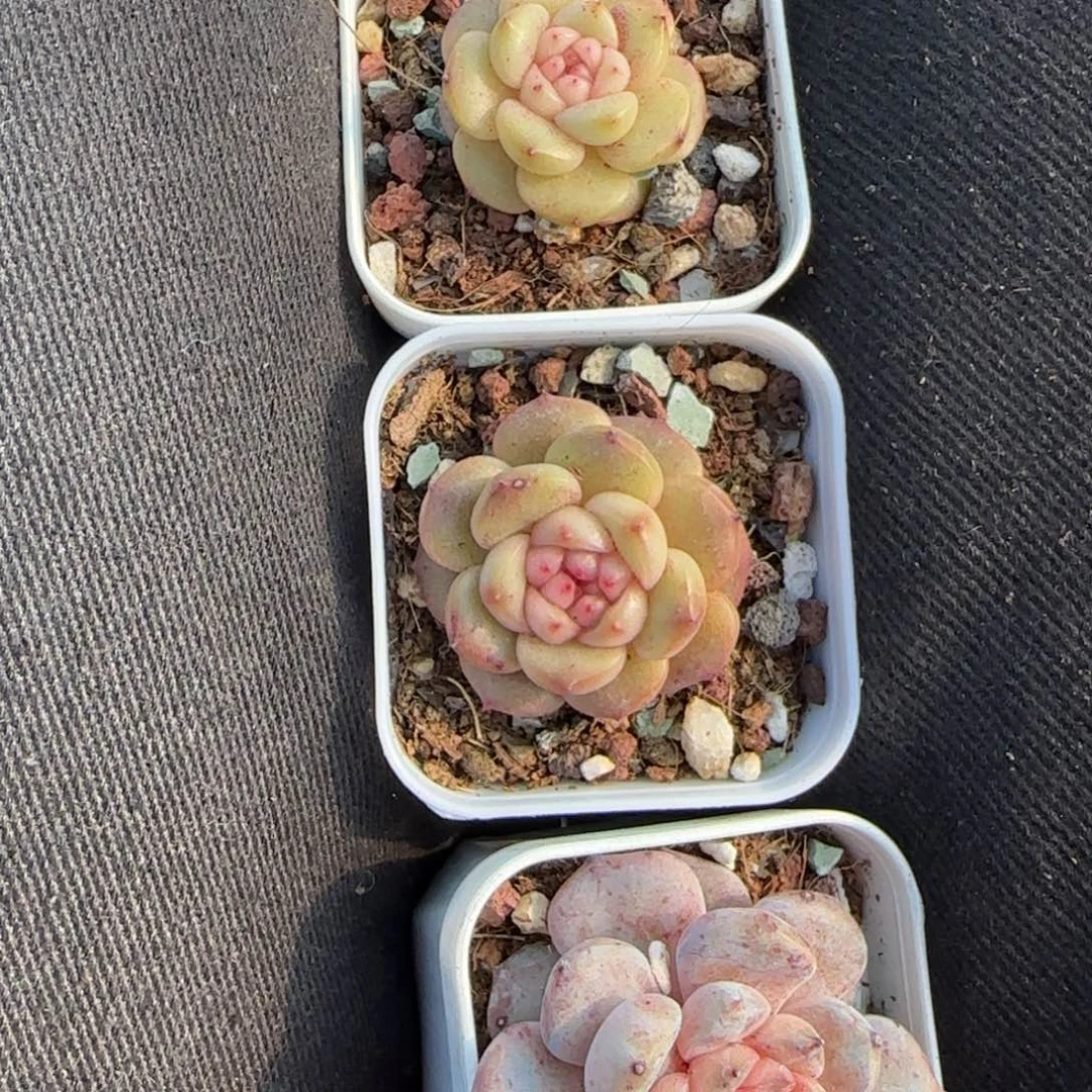 浠***贝多肉小卡拉米糖心一物一拍