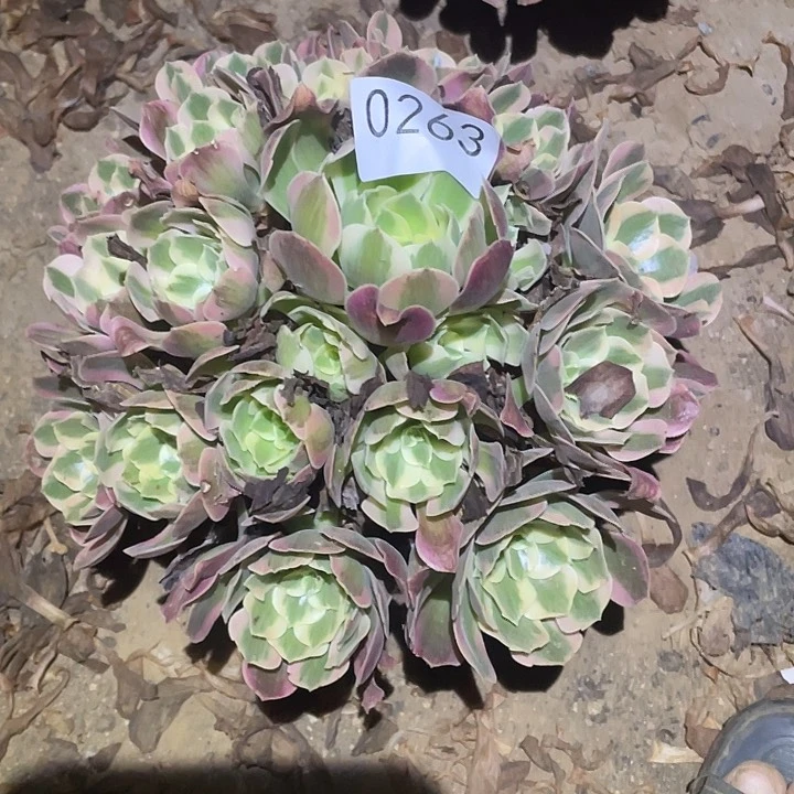 多肉植物法师263妖月