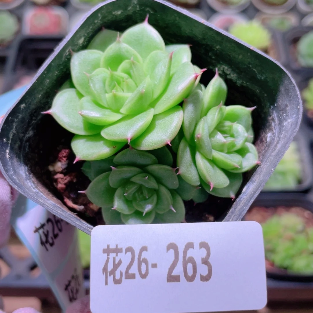 花利美26-263新品