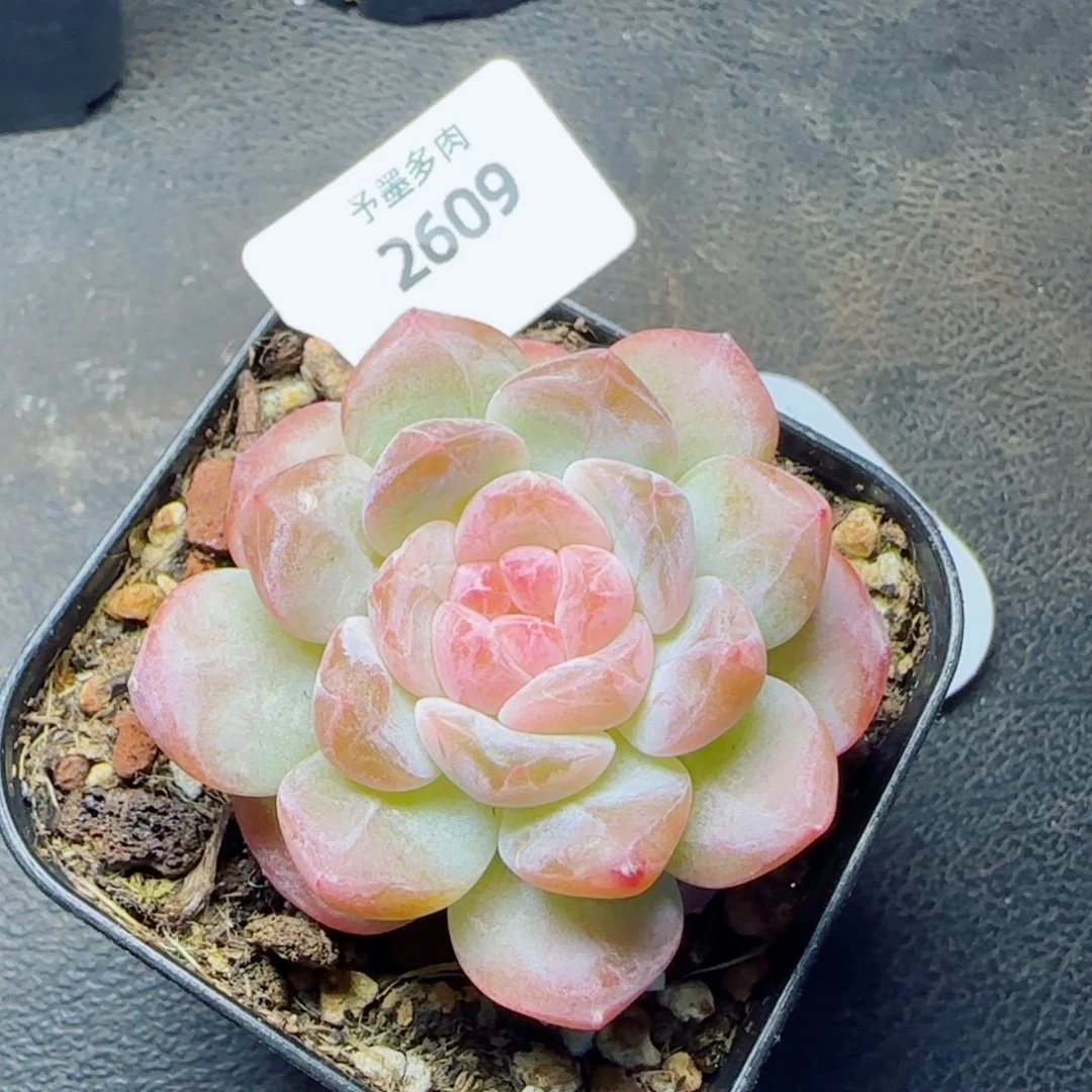 粉冰魄，2609多肉植物
