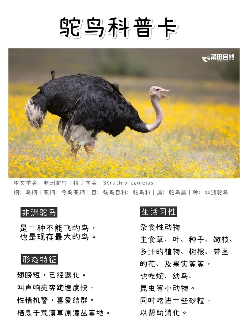 鸵鸟技术教程电子版