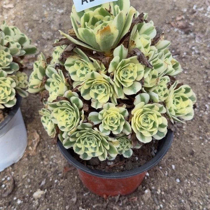 208迈巴赫。多肉植物