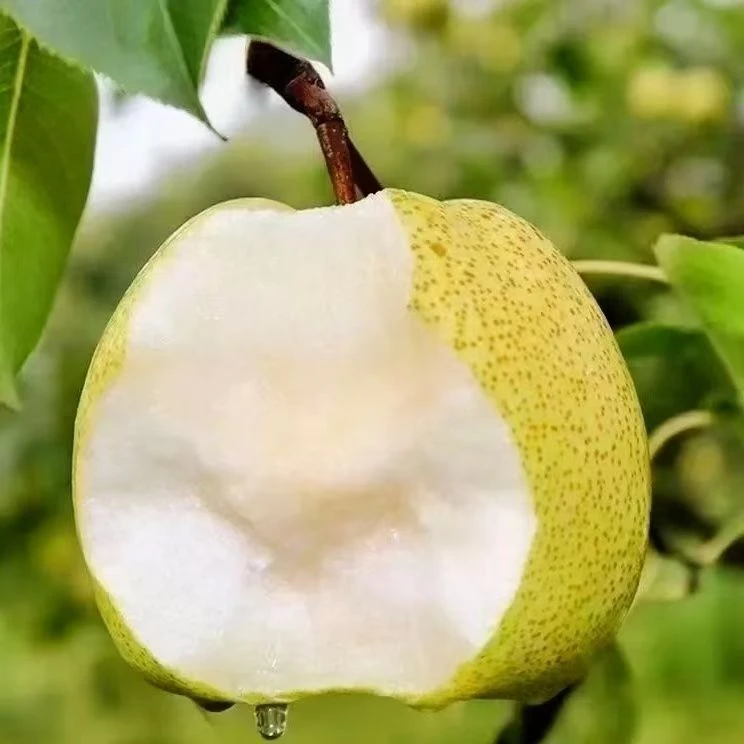 【主播专享】砀山梨 酥脆多汁