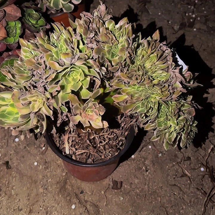 248男神多肉植物不售后