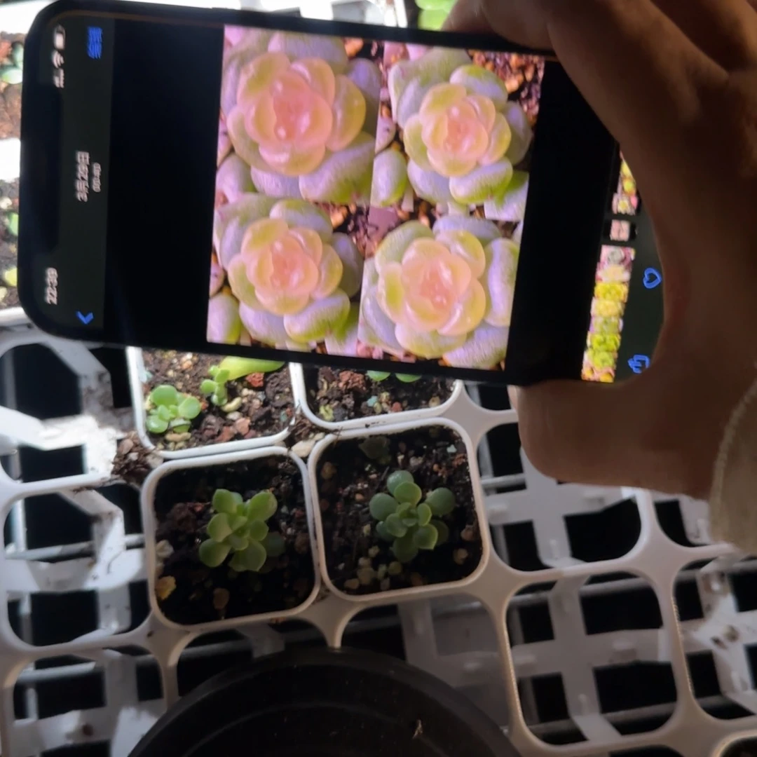 灯胆 中盆2床一个满25包邮