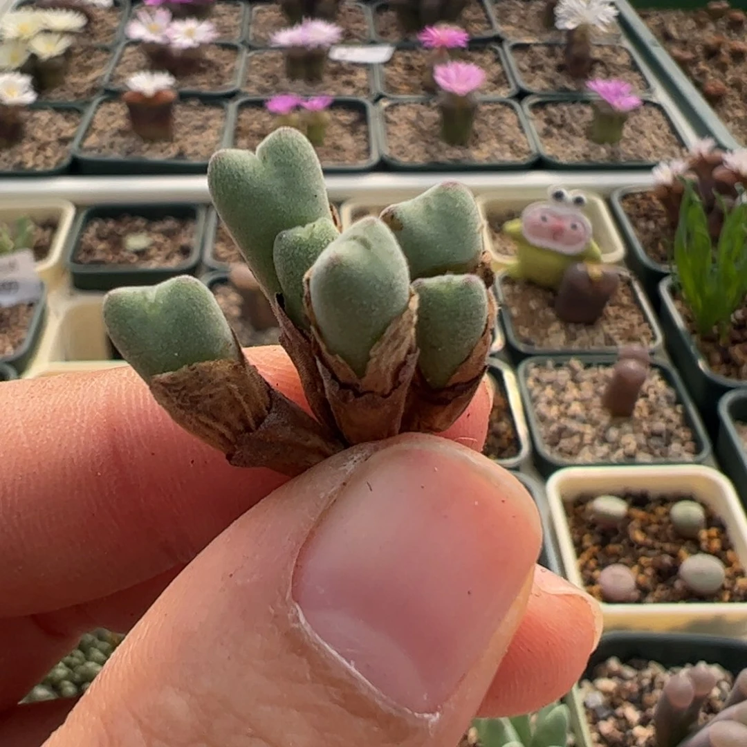 482 好看的多肉冲冲冲