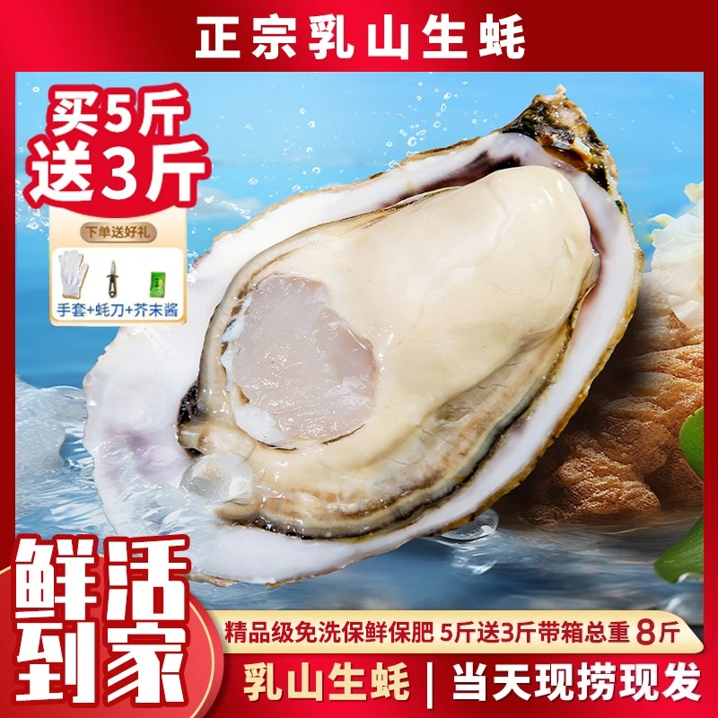 正宗乳山生蚝海鲜水产海蛎子生蚝牡蛎特大发顺丰5斤送3斤