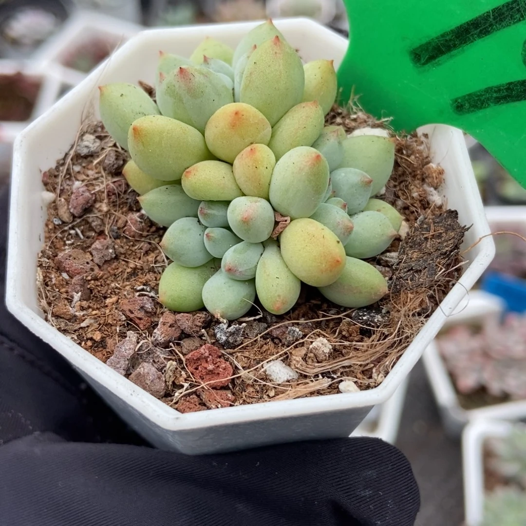 1679萤火虫多肉植物多肉