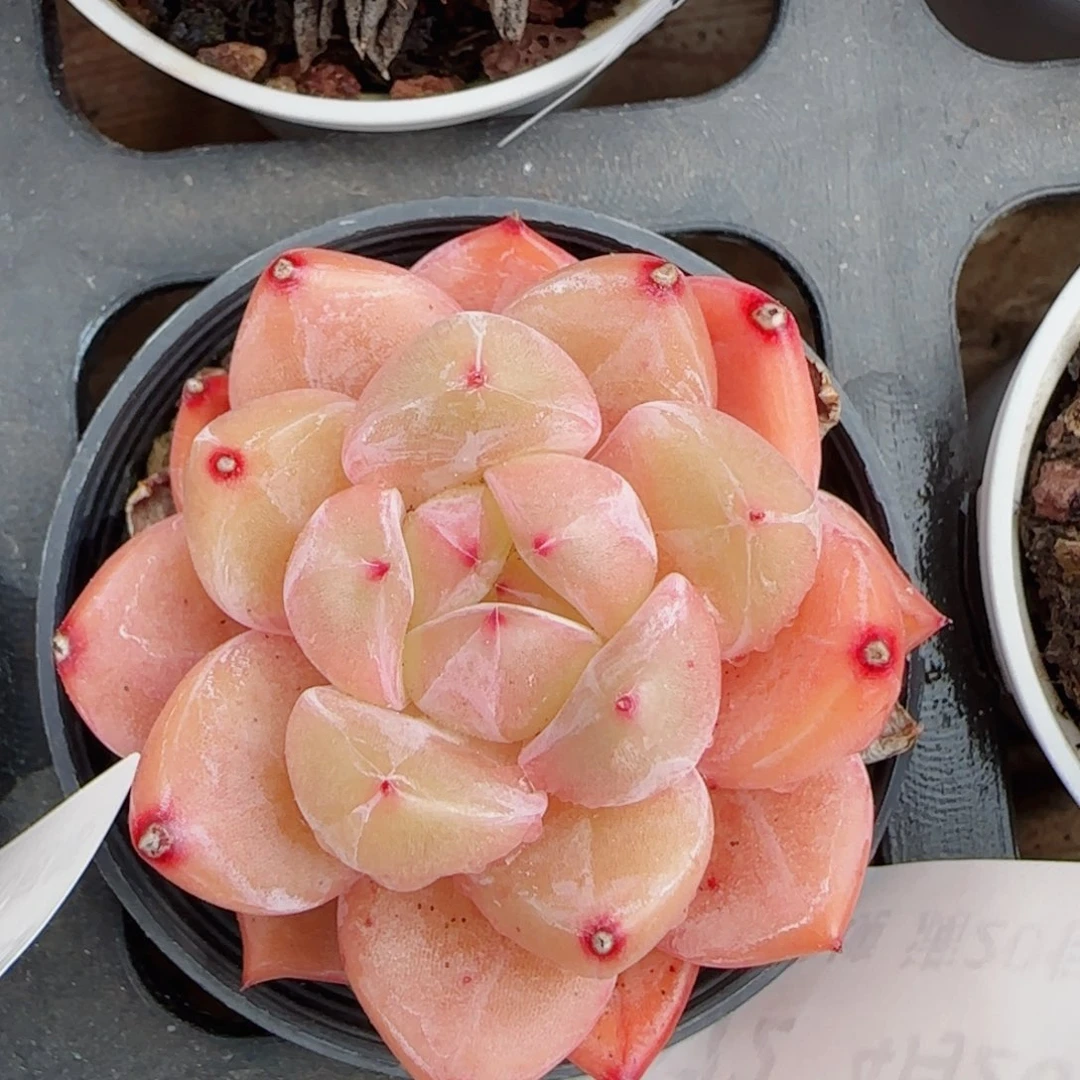 花语逸镜0420-272