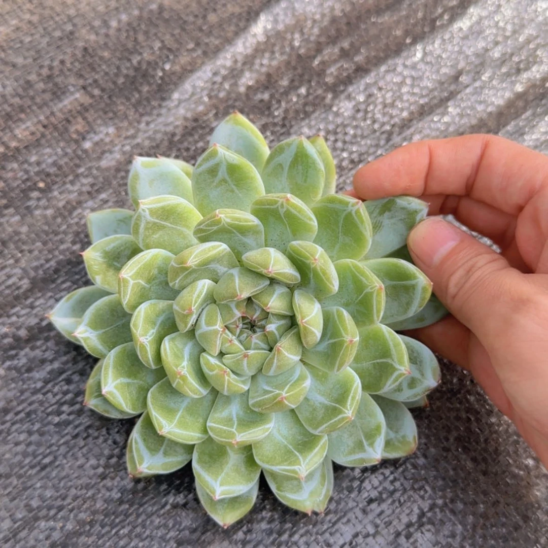 【闪购商品】雪花珍妮19.9