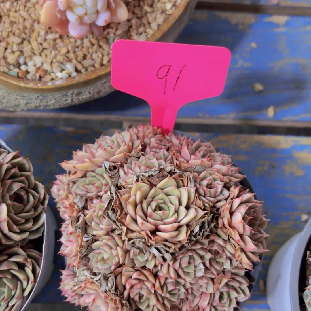 大****兔我的小可爱们都好可爱