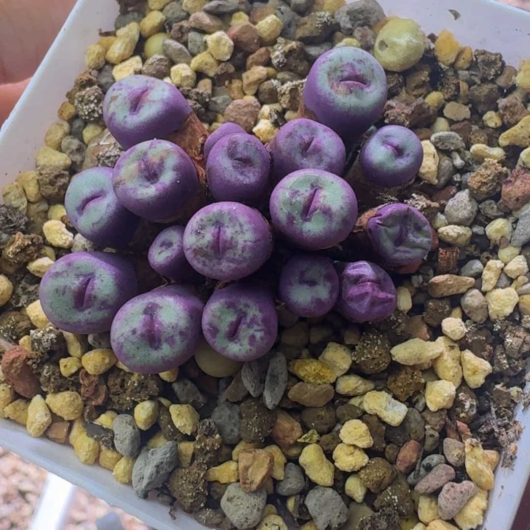 79号嘴群一物一拍