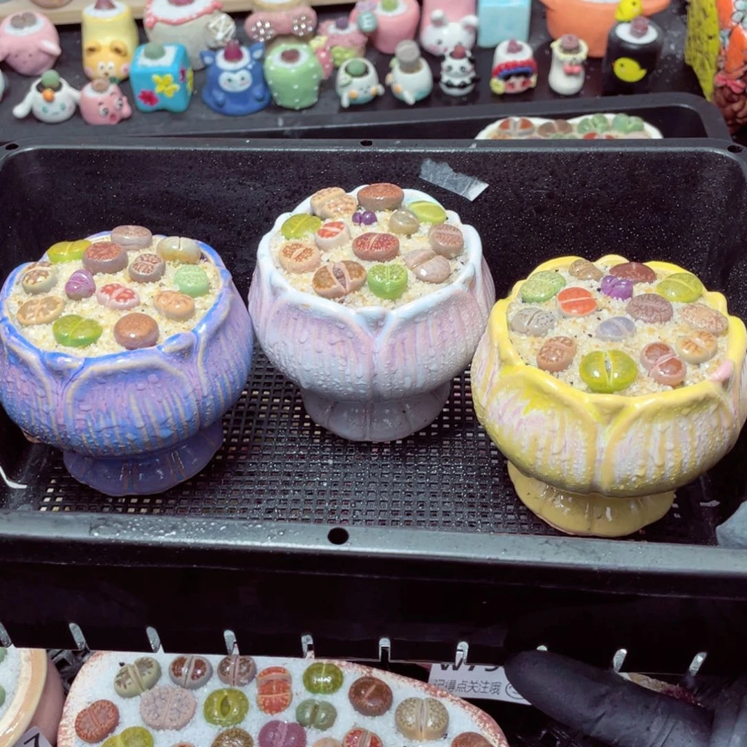 w5878-莲花亮面，一份一盆量拍