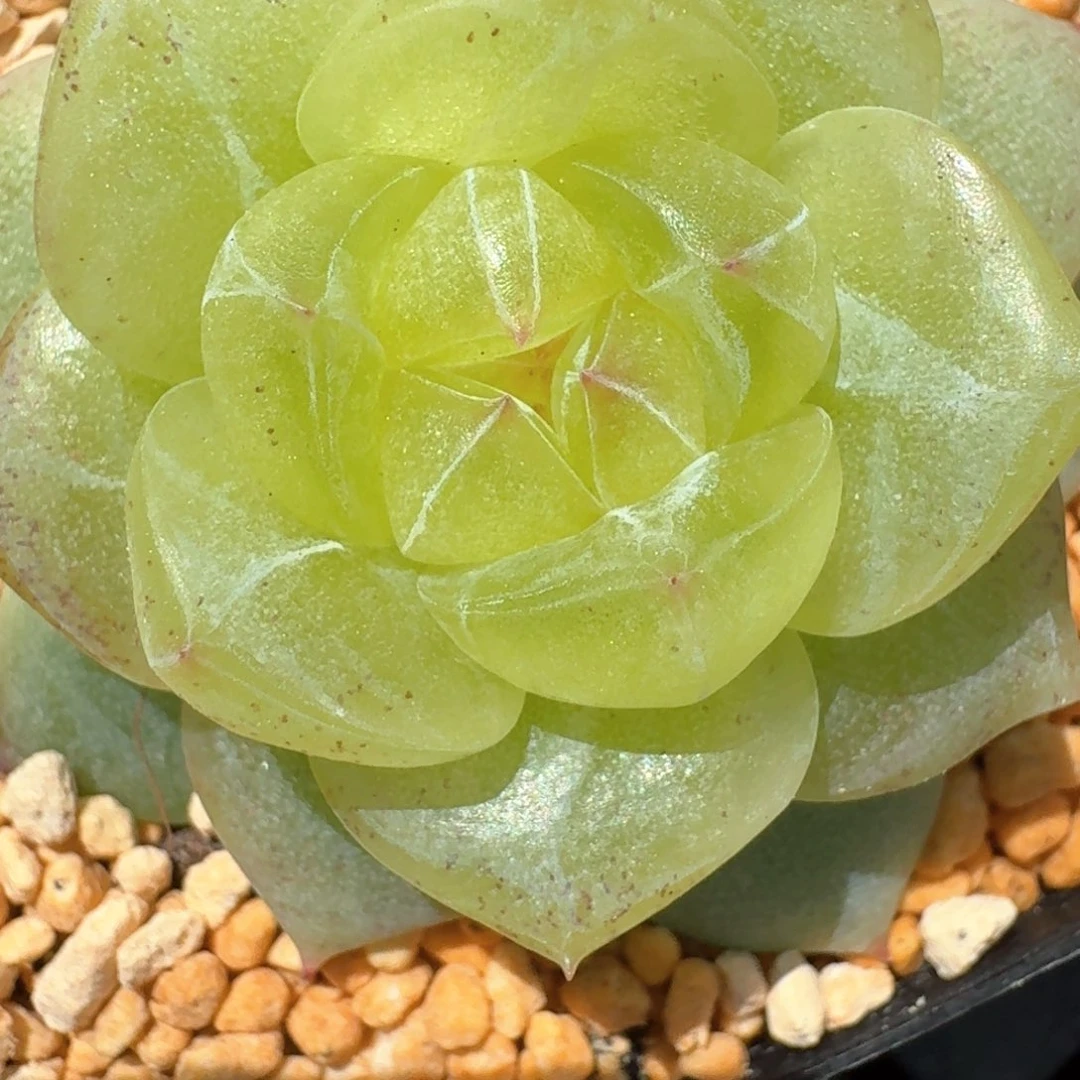 坏**～0310-33-3013柠檬珍妮单头