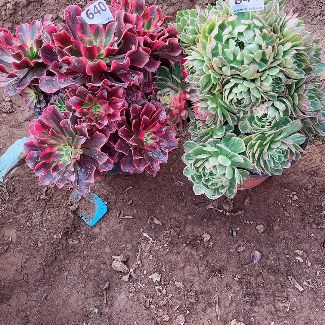 无花朵多肉植物组合641