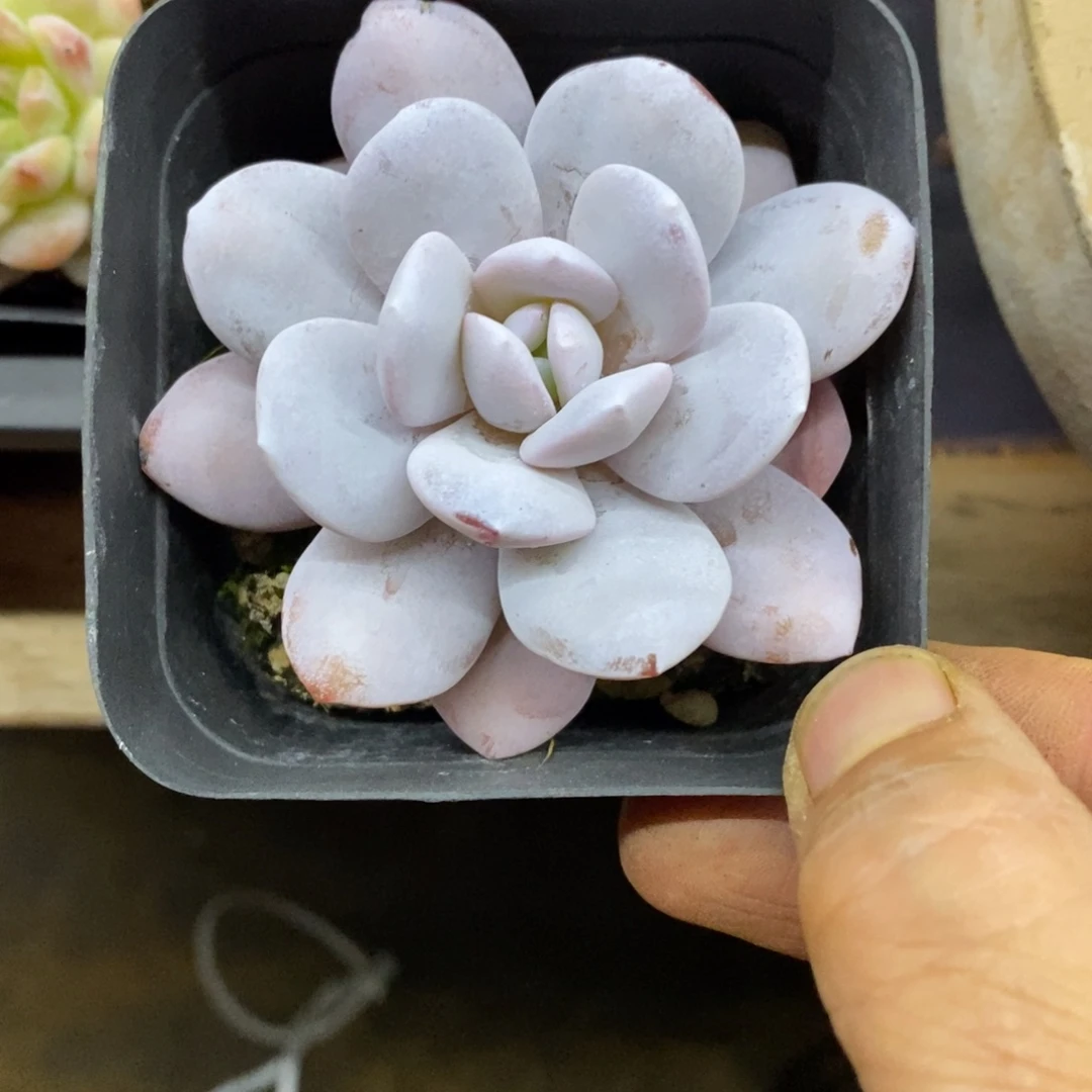 精品多肉一物一拍不包整267