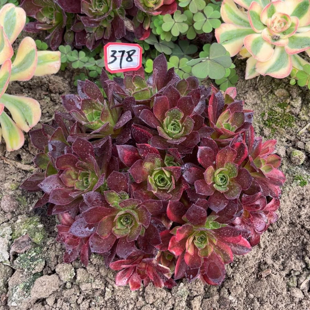 378多肉植物凤凰七彩