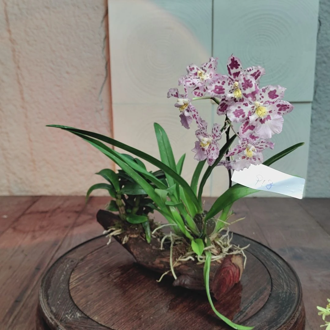 全部花朵918血喉，豹斑兰花卉