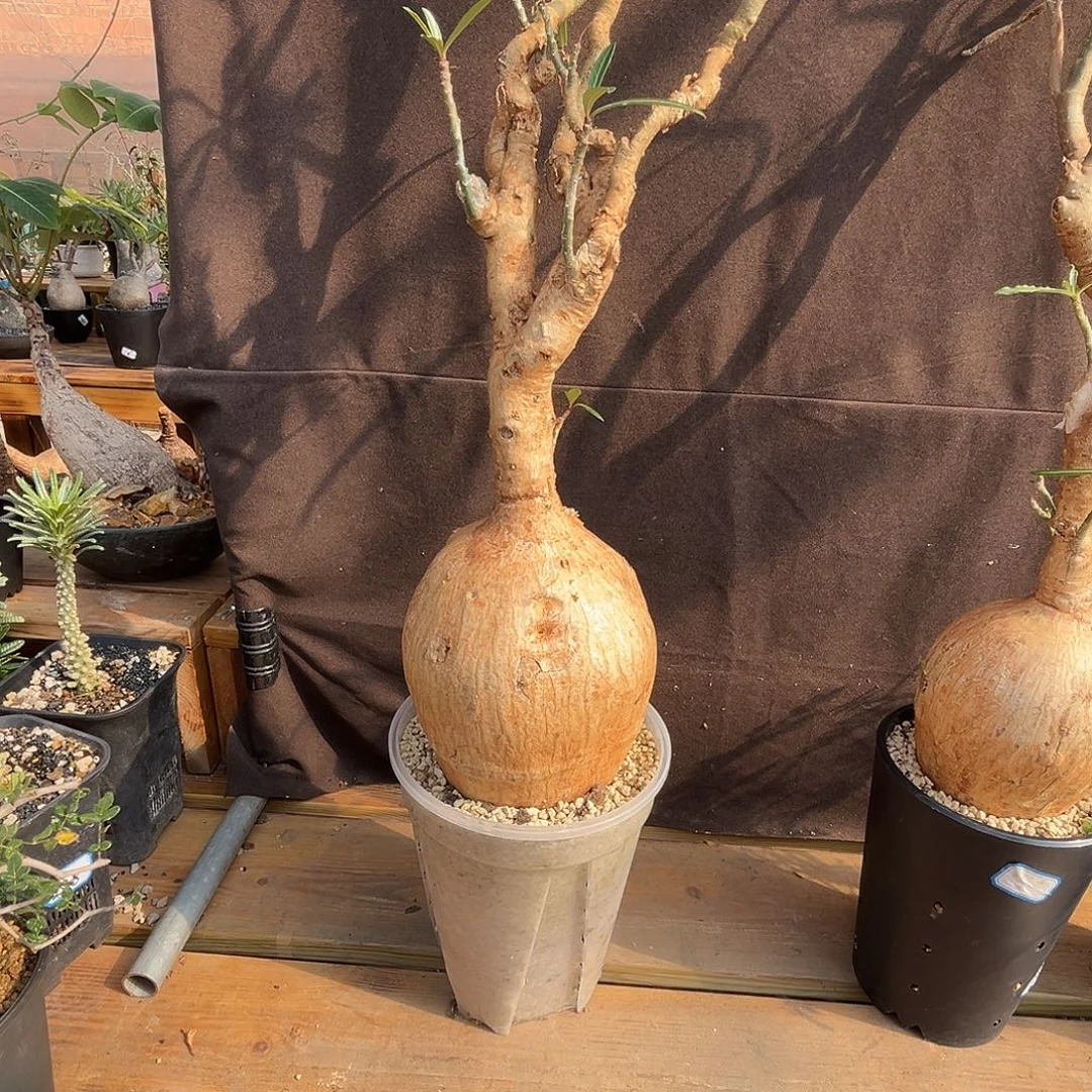 牧***人精品产地索马里沙玫，