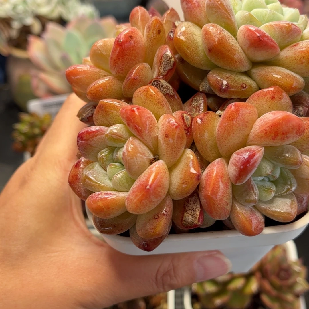 2698 满30包邮天冷地区必拍保温箱