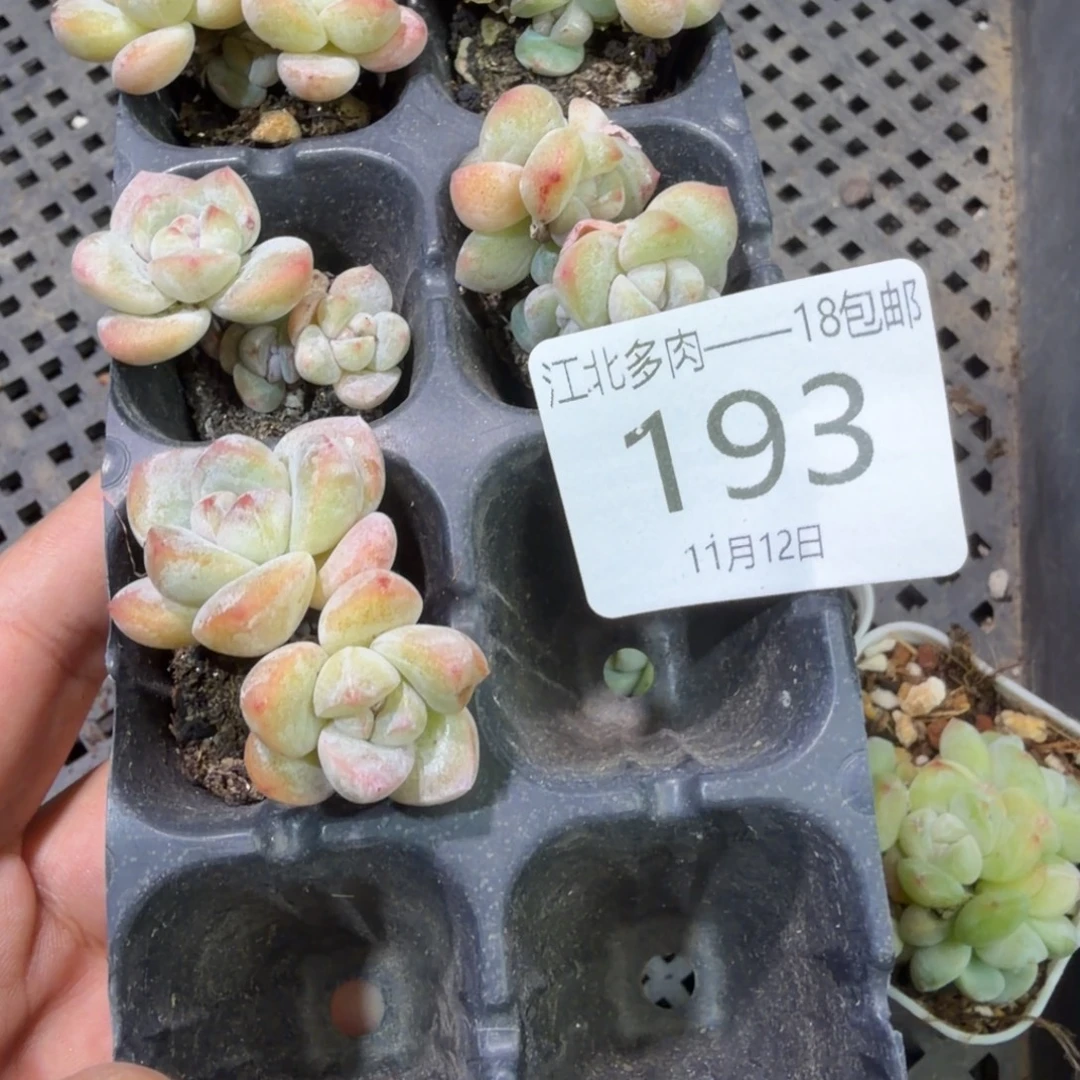 两***包193 号到手1框江北多肉
