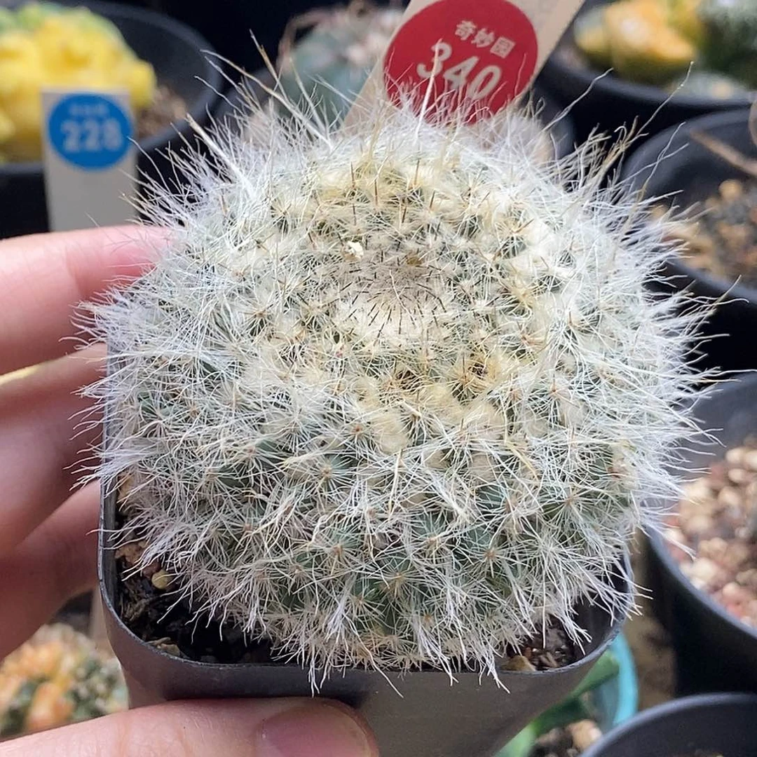 实生银河6cm一棵仙人球