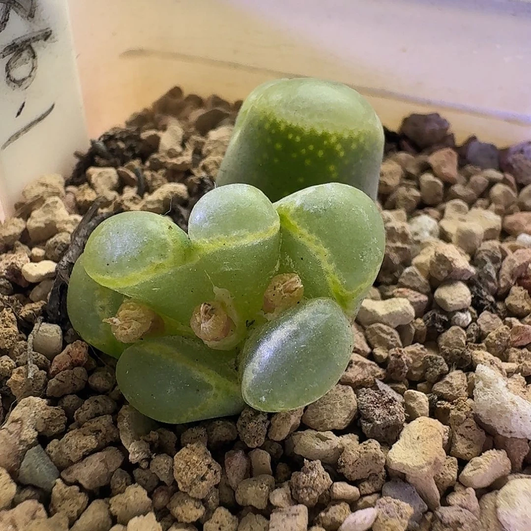 2646黄香蕉缀化体风铃玉