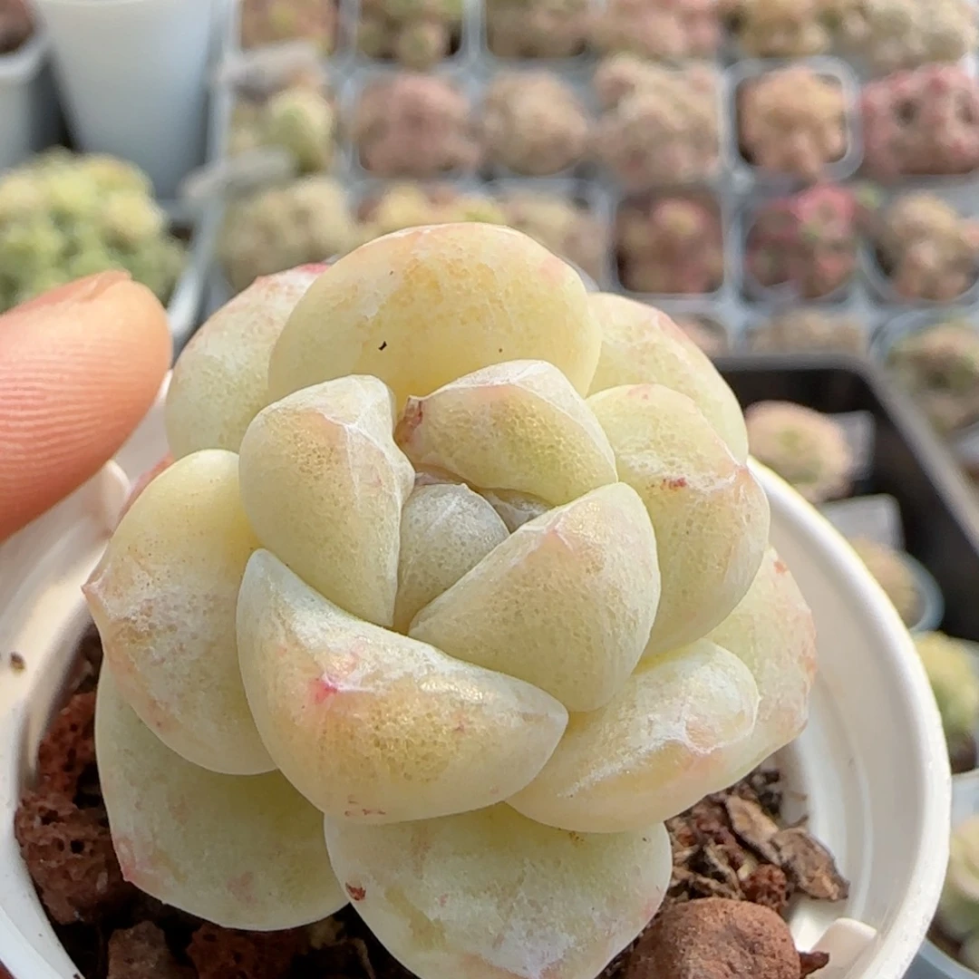 【闪购商品】0220-66