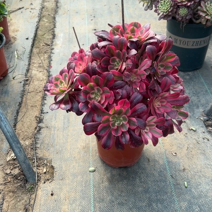 16美杜莎多肉多肉多肉