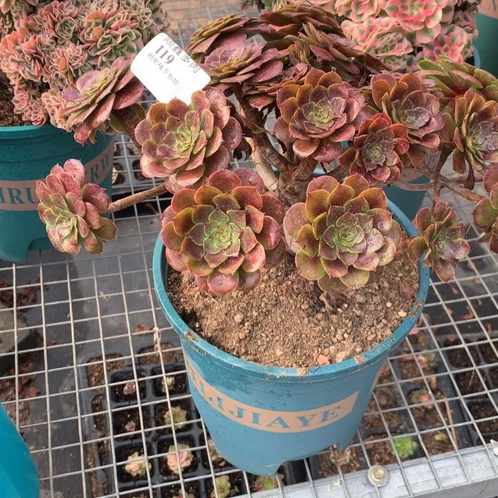 119黑l萝莉多肉植物特价