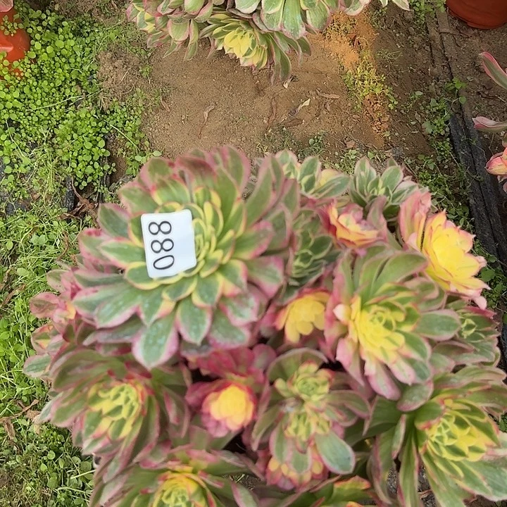 088海王hhhhhhhhhhhhhh