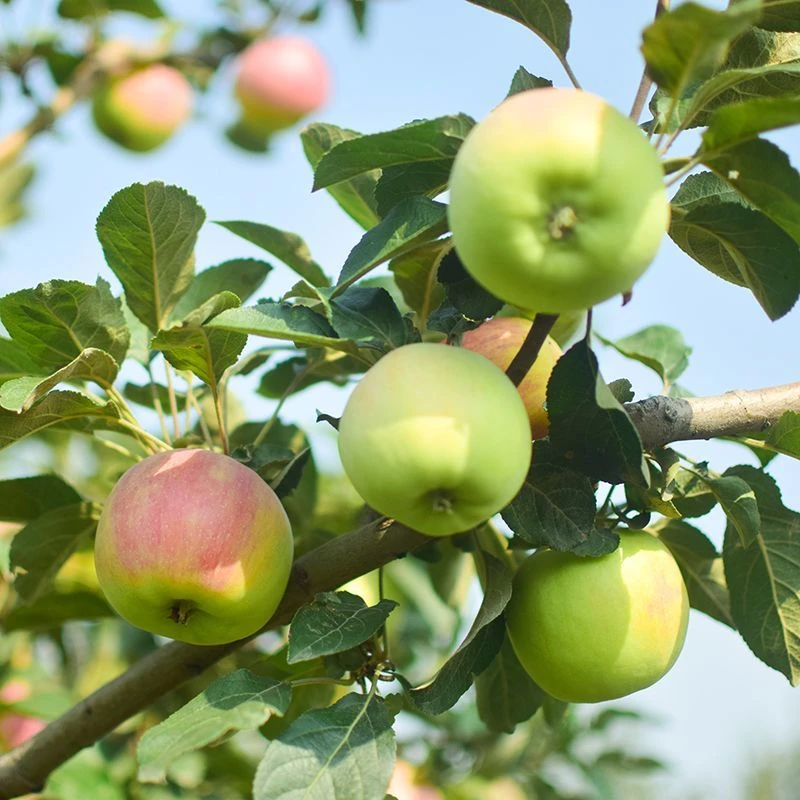 （25年头茬苹果）个头大孕妇水果酸甜口脆甜多汁新鲜采摘片红