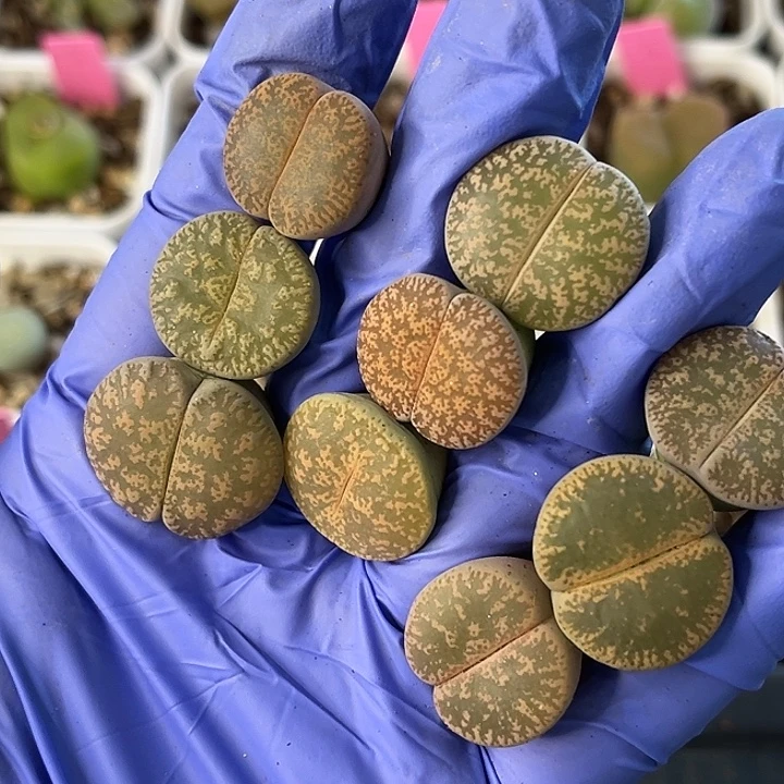 脱土发，满28包邮。紫薰4